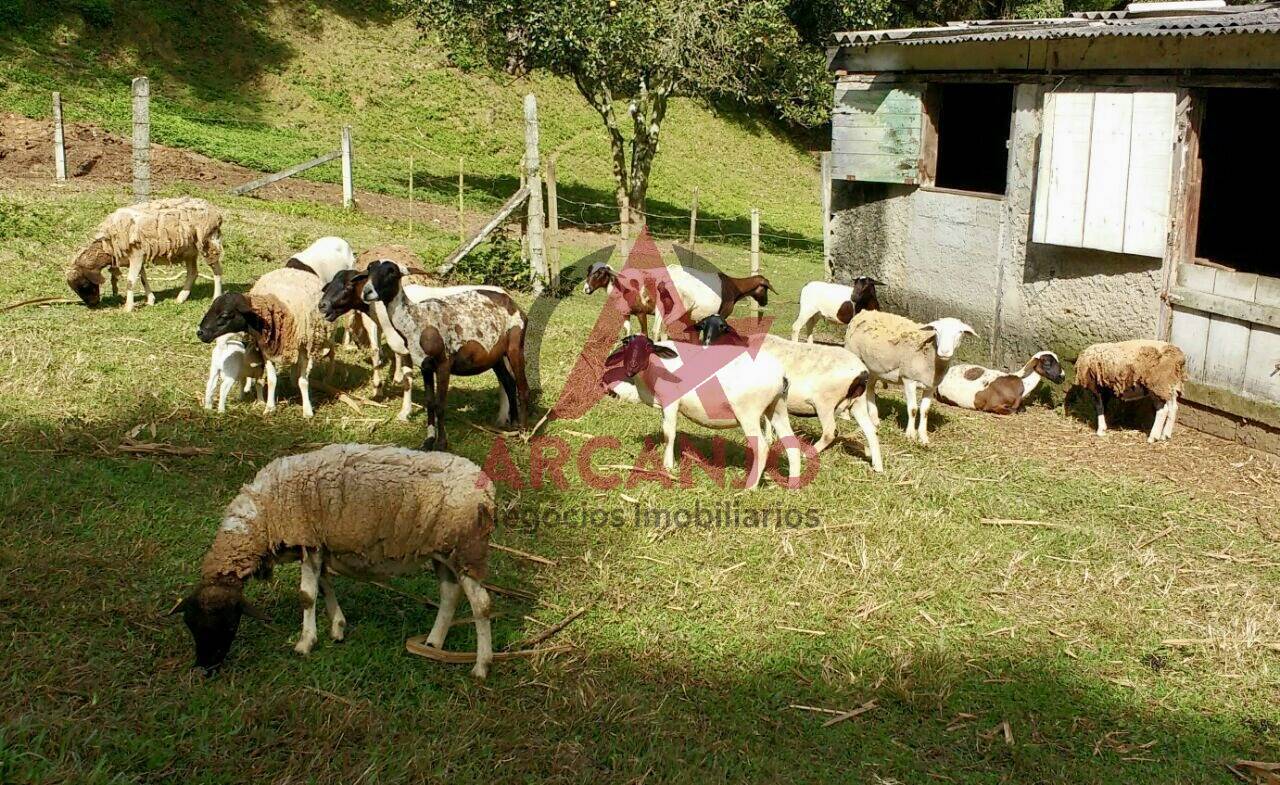 Fazenda à venda com 2 quartos, 410000m² - Foto 20