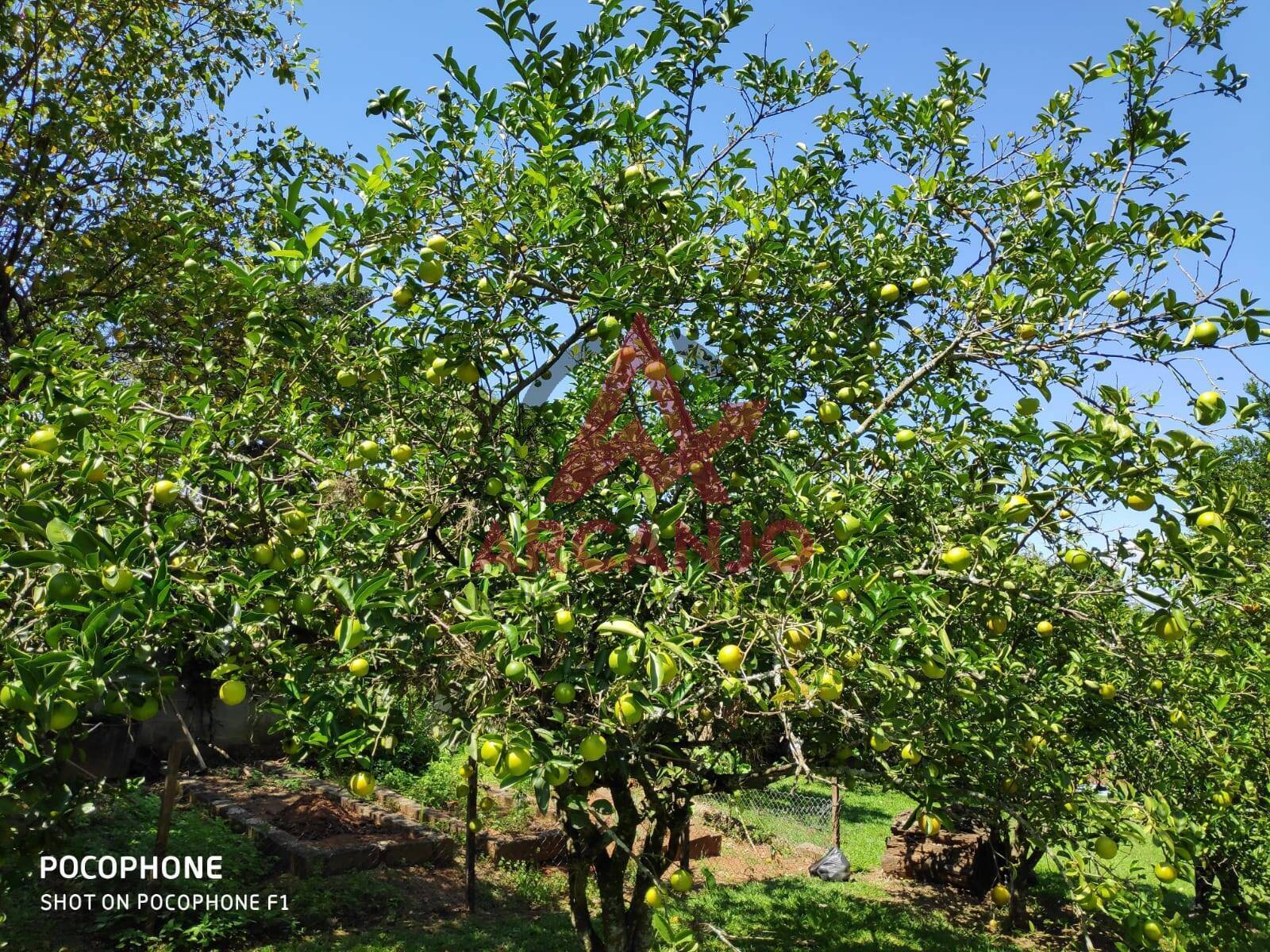 Fazenda à venda com 3 quartos, 365m² - Foto 19