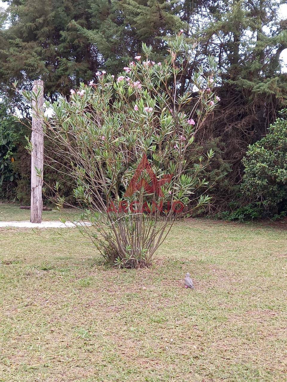 Fazenda à venda com 4 quartos, 1000m² - Foto 51