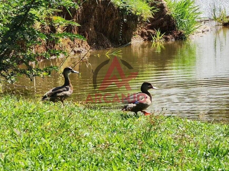 Fazenda à venda com 3 quartos, 250m² - Foto 9